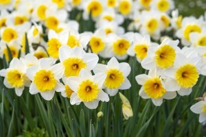 spring-flowers-5094462_640.jpg